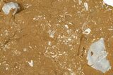 Ordovician Kukersite Oil Shale w/ Bryozoan & Brachiopod Fossils #368962-1